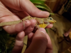 Anolis oculatus