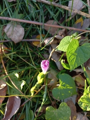 Ipomoea