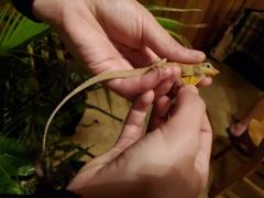Anolis oculatus