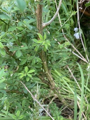 Geranium potentilloides