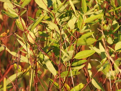 Decodon verticillatus