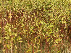 Decodon verticillatus