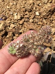 Phacelia imbricata imbricata