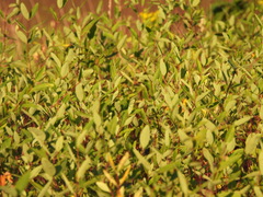 Decodon verticillatus