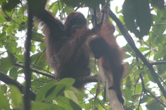 Pongo pygmaeus
