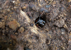 Camponotus nigriceps