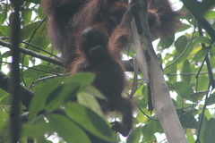 Pongo pygmaeus