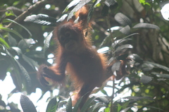 Pongo pygmaeus