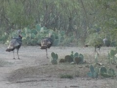 Meleagris gallopavo intermedia