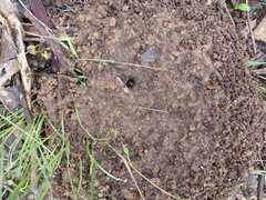 Camponotus nigriceps