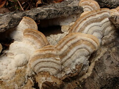 Trichaptum subchartaceum