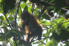Pongo pygmaeus