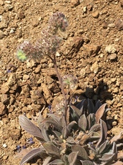 Phacelia imbricata imbricata
