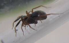 Phrurotimpus borealis