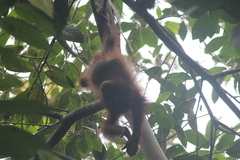 Pongo pygmaeus