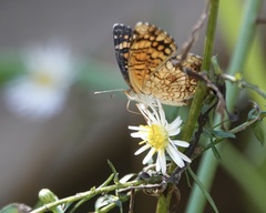Phyciodes graphica