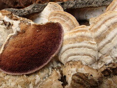 Trichaptum subchartaceum