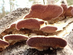 Trichaptum subchartaceum