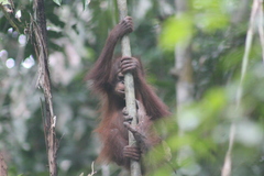Pongo pygmaeus