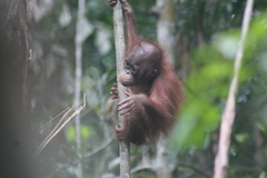 Pongo pygmaeus