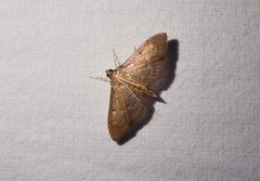 Herpetogramma bipunctalis