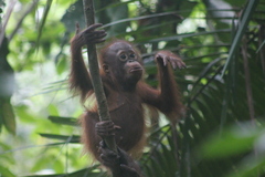 Pongo pygmaeus