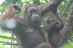 Pongo pygmaeus