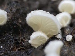 Clitopilus