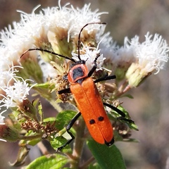 Chauliognathus togatus