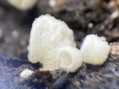 Clitopilus