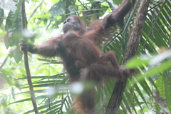 Pongo pygmaeus