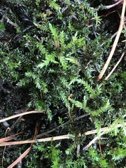 Climacium dendroides