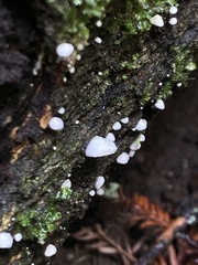 Clitopilus