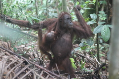 Pongo pygmaeus