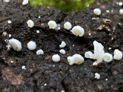Clitopilus
