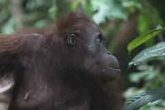 Pongo pygmaeus