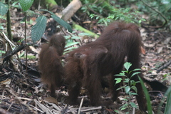 Pongo pygmaeus