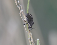 Hypselonotini