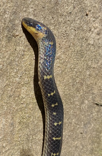 Lancini's Ground Snake