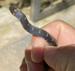 Atractus lancinii