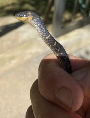 Atractus lancinii