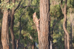 Chlamydosaurus kingii