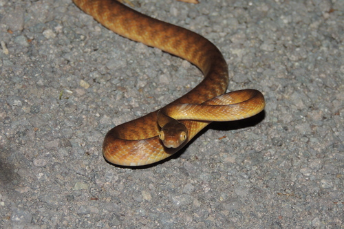 Brown Tree Snake sighting