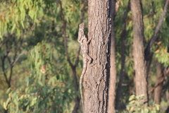 Chlamydosaurus kingii