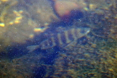 Archosargus probatocephalus