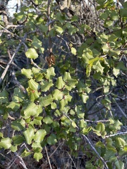 Rhamnus crocea