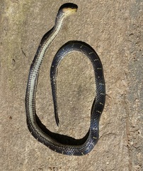 Atractus lancinii