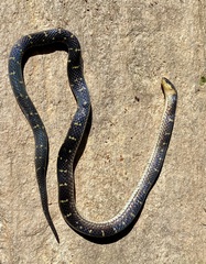 Atractus lancinii