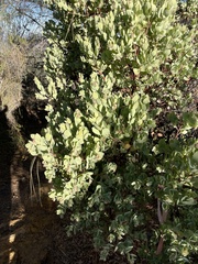 Arctostaphylos glauca