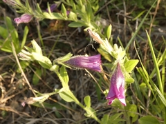 Petunia integrifolia